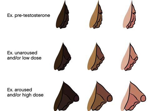 trans bottom growth meaning|How to Maximize Bottom Growth (On or Off Testosterone HRT)